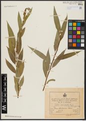 Foto von Salix acmophylla Boiss.
